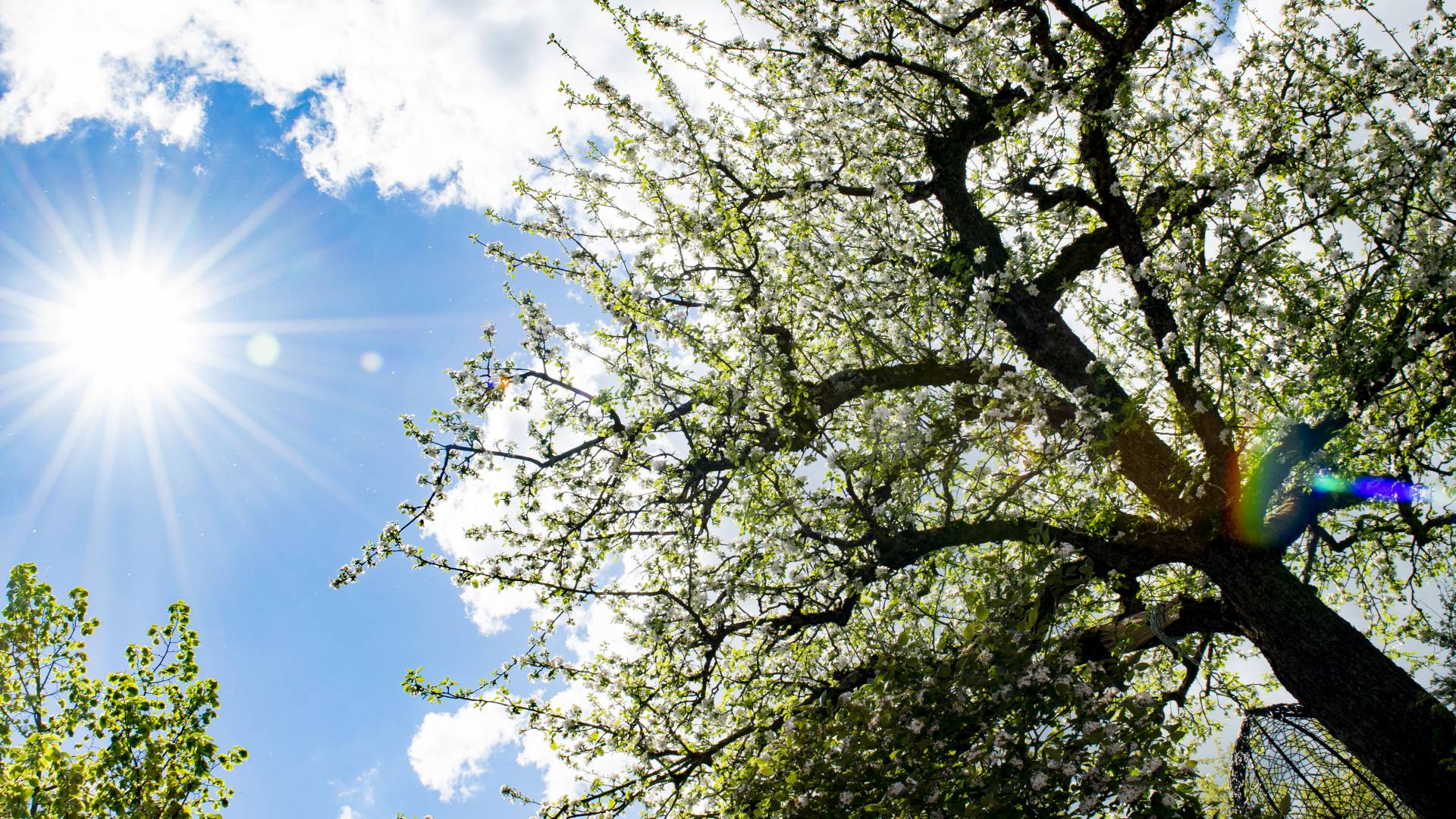 Blühender Baum